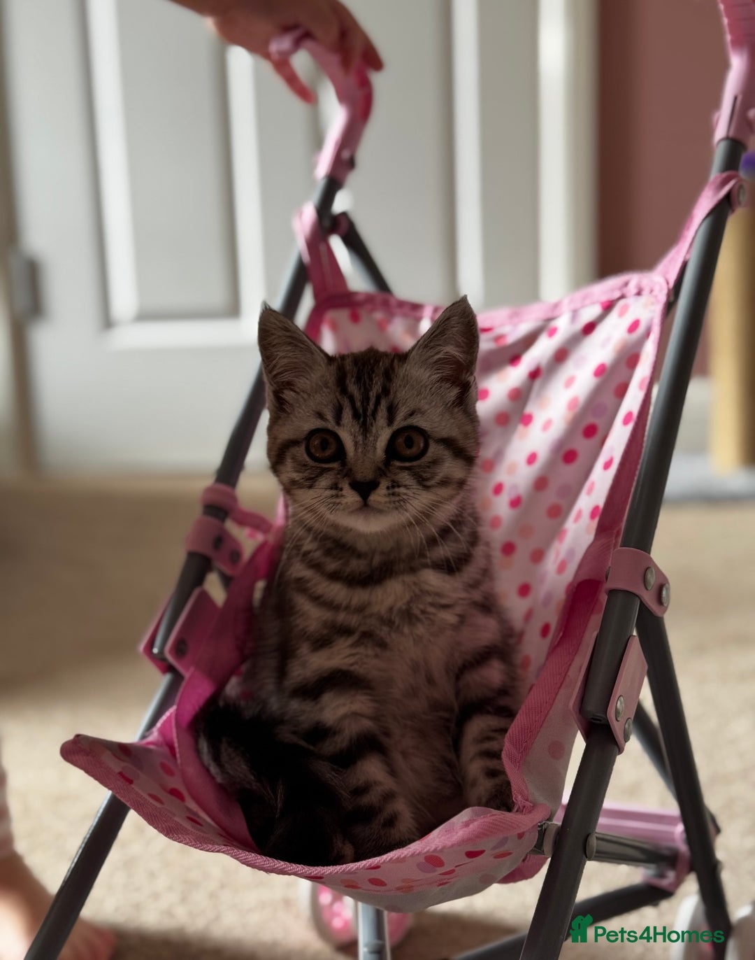 British Shorthair cats for sale: British shorthair mix  - Image 1