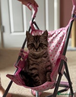 British Shorthair cats British shorthair mix - Advert 3