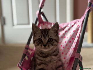 British Shorthair cats - Advert 15