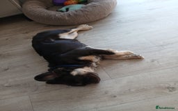 French Bulldog dogs for sale: Ĺaya/sky - Image 2