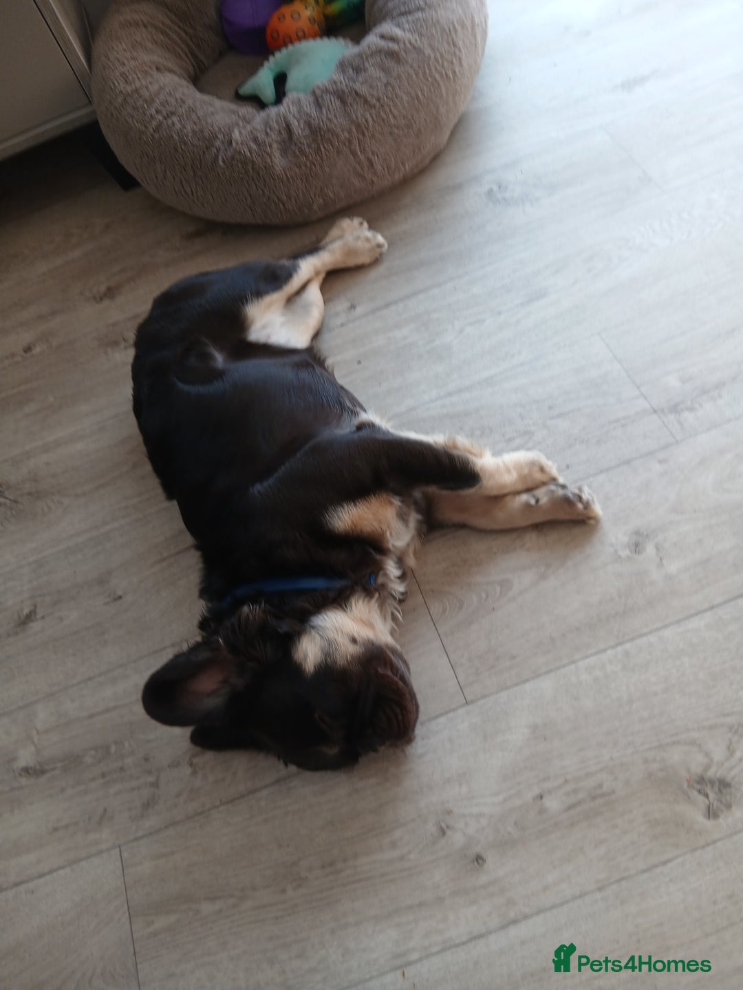 French Bulldog dogs for sale: Ĺaya/sky - Image 2