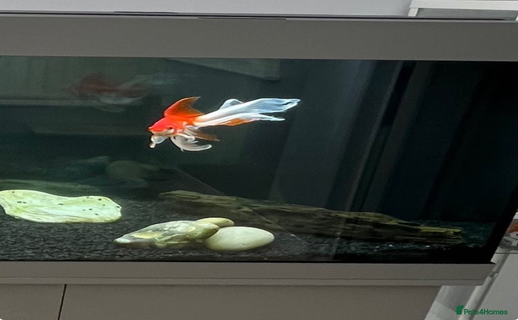 Fancy Goldfish fish - Advert 1