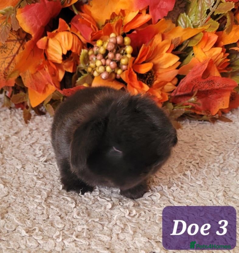 Mini Lop rabbits Beautiful pure bred mini lops - Advert 1