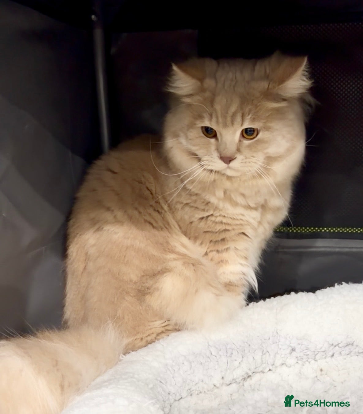 British Longhair cats Adult British Longhair TICA registered  - Advert 4