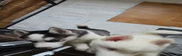 Siberian Husky dogs for sale: EBONY / ARYA SIBERIAN HUSKYS READY TO LEAVE  - Advert 9