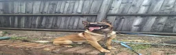 Mixed Breed dogs for sale: Puppies  in Dudley - Advert 3
