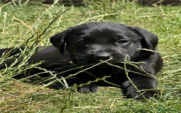 Labrador Retriever dogs for sale: 2 Beautiful female black lab READY TO LEAVE NOW!  in Tidworth - Image 24