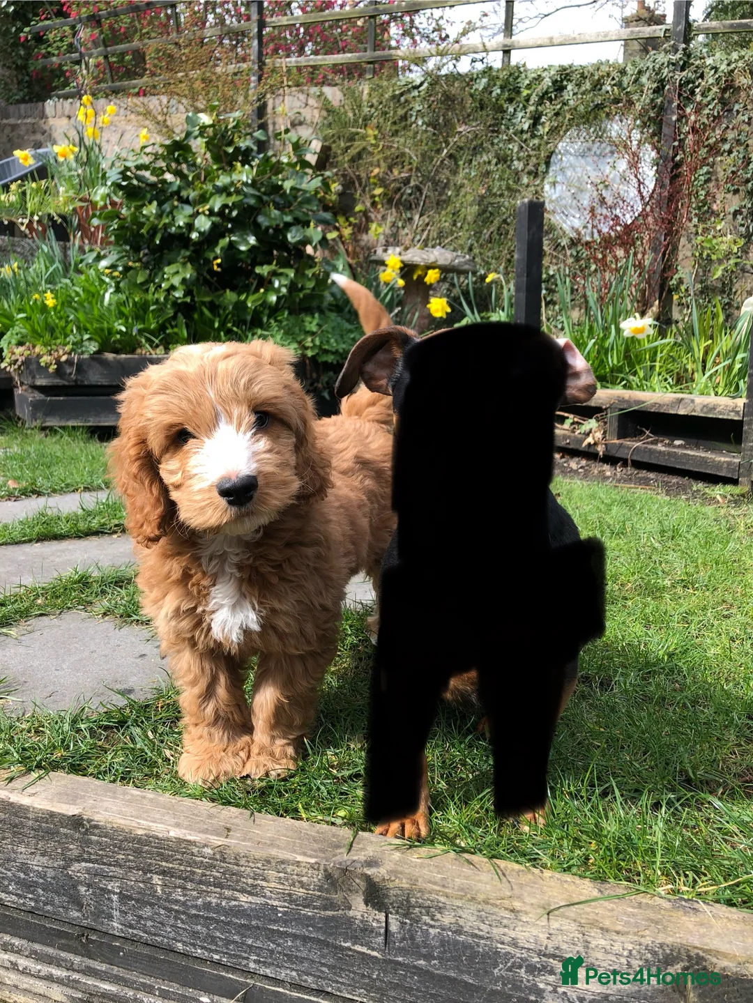 Cockapoo dogs for stud: Proven Red F1 Cockapoo Stud in Belfast - Advert 6