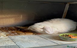 Mini Lop rabbits for sale: Male mini lop  - Image 12