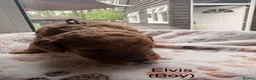 Cockapoo dogs for sale: Radiant red F2b cockapoos  - Advert 18