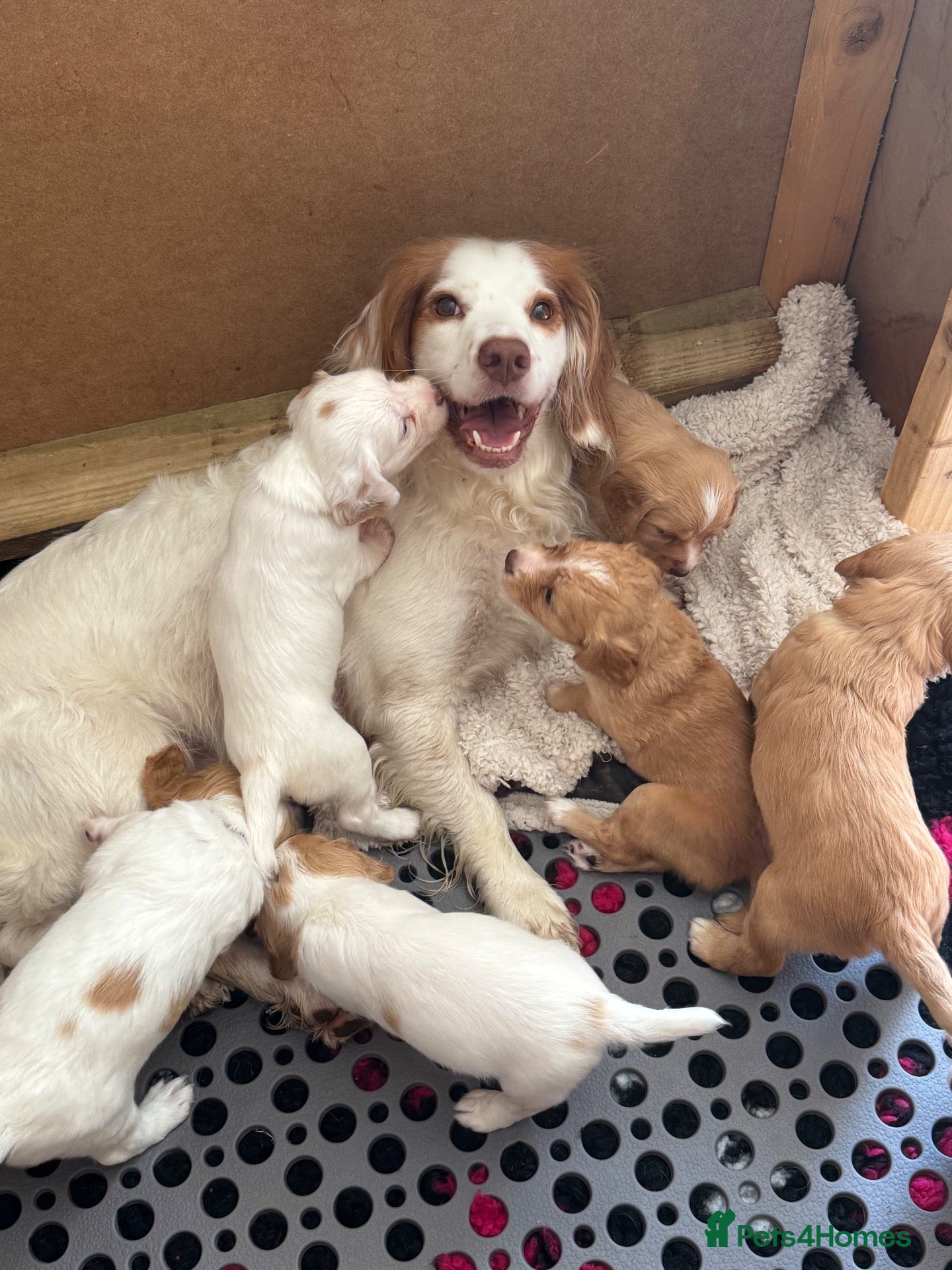Sprocker dogs Gorgeous Sprocker Spaniel Puppies - Advert 2