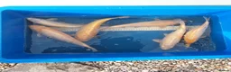 Koi Carp fish for sale: Young koi in Deeside - Advert 10