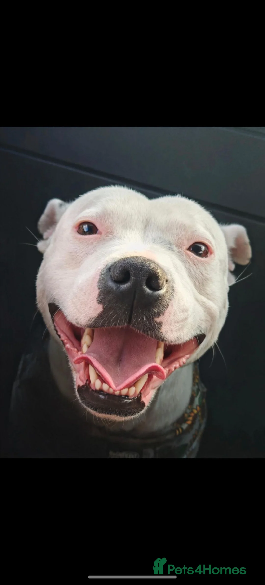 Staffordshire Bull Terrier dogs for sale: 3yo Female Staffy - Posey in Cwmbran - Advert 3