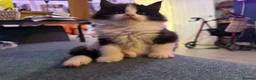 Mixed Breed cats for sale: Beautiful Maine Coone Ragdoll mix kittens! in Huntingdon - Advert 5