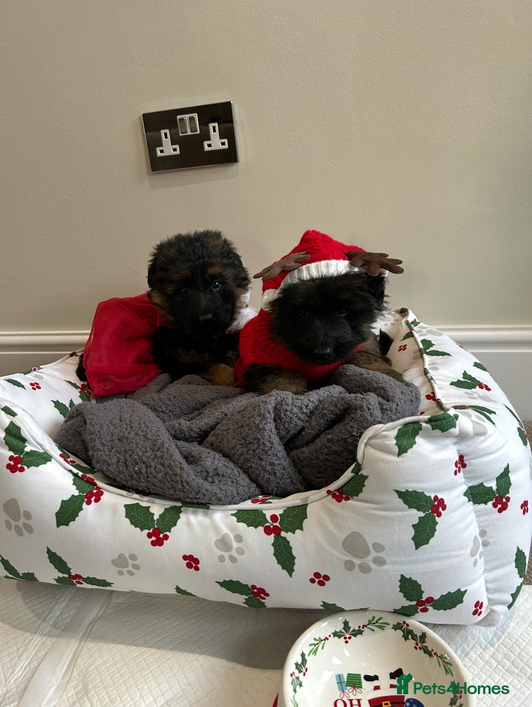 German Shepherd dogs for sale: Premium Pedigree GSD Puppies – Champion Bloodlines - Advert 4