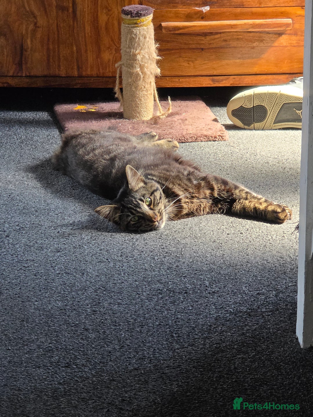Mixed Breed cats for sale: Biscuit - Image 1