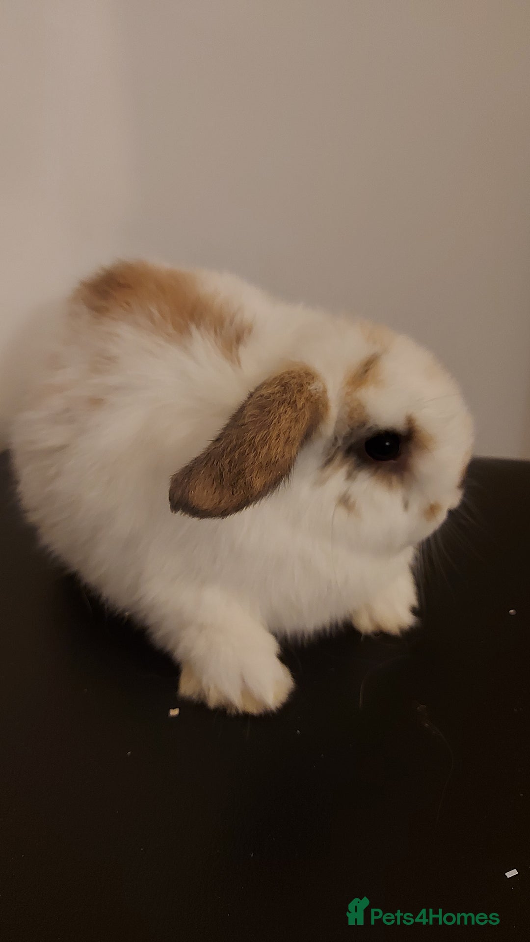Mini Lion Lop rabbits for sale: Mini lops rabbit's  - Advert 5