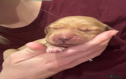 Golden Retriever dogs for sale: Beautiful Golden Retriever puppies  - Image 14