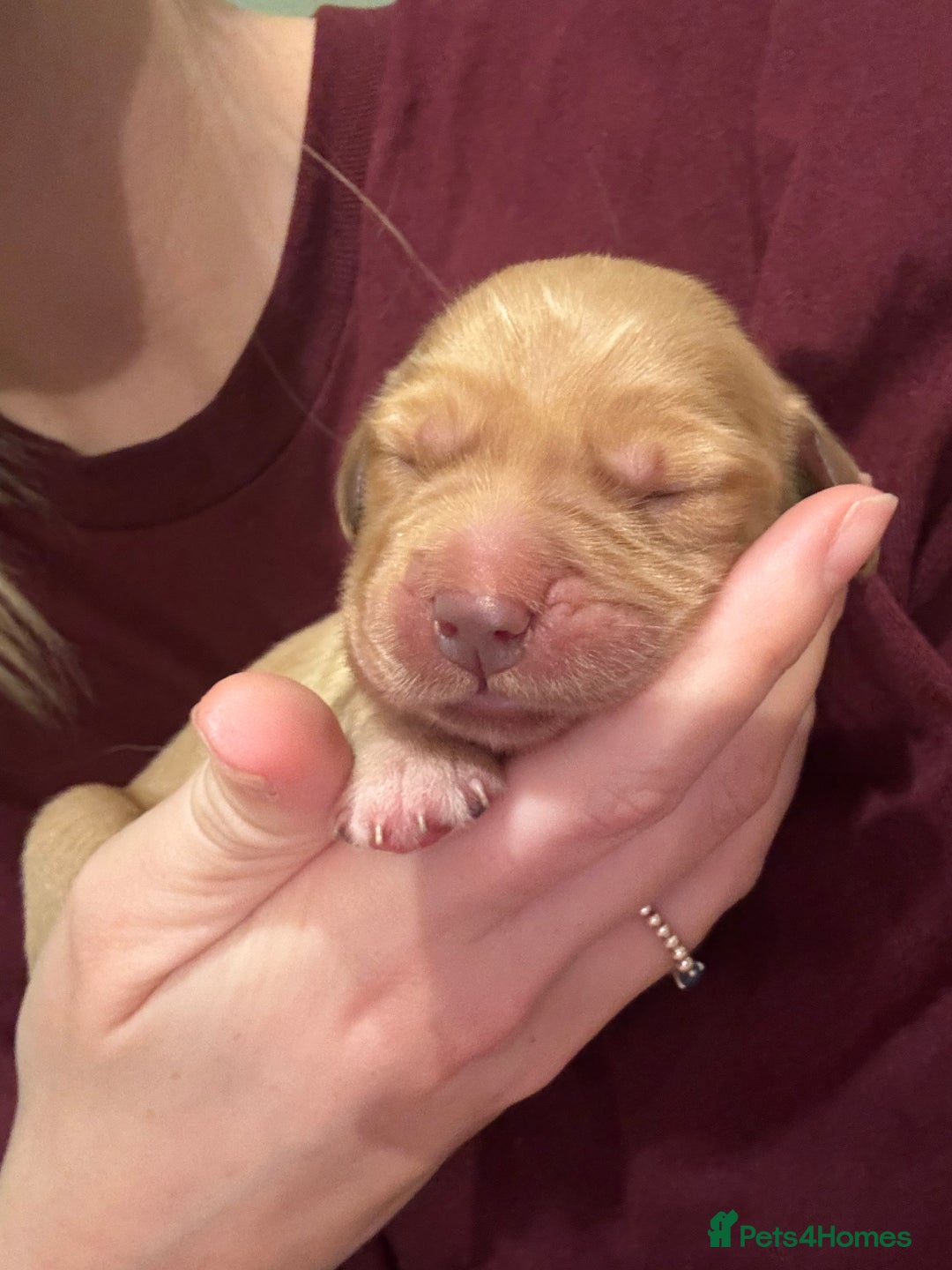 Golden Retriever dogs for sale: Beautiful Golden Retriever puppies  - Image 14
