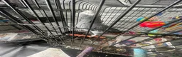 Parrots birds for sale: Grey African Parrot  in London - Advert 4