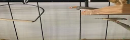 Finches birds for sale: Zebra Finch breeding pair and 2 x female juveniles - Advert 8