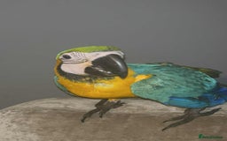 Macaws birds for sale: Hand reared blue & gold Macaw Chick - Image 4