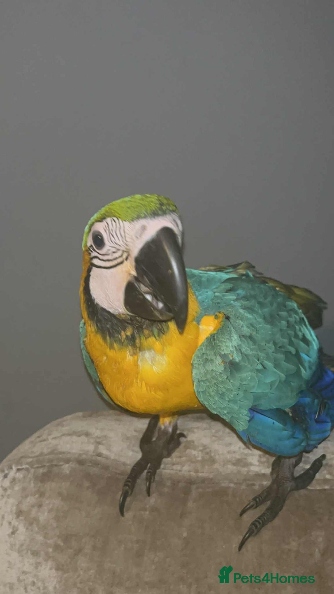 Macaws birds for sale: Hand reared blue & gold Macaw Chick - Image 4