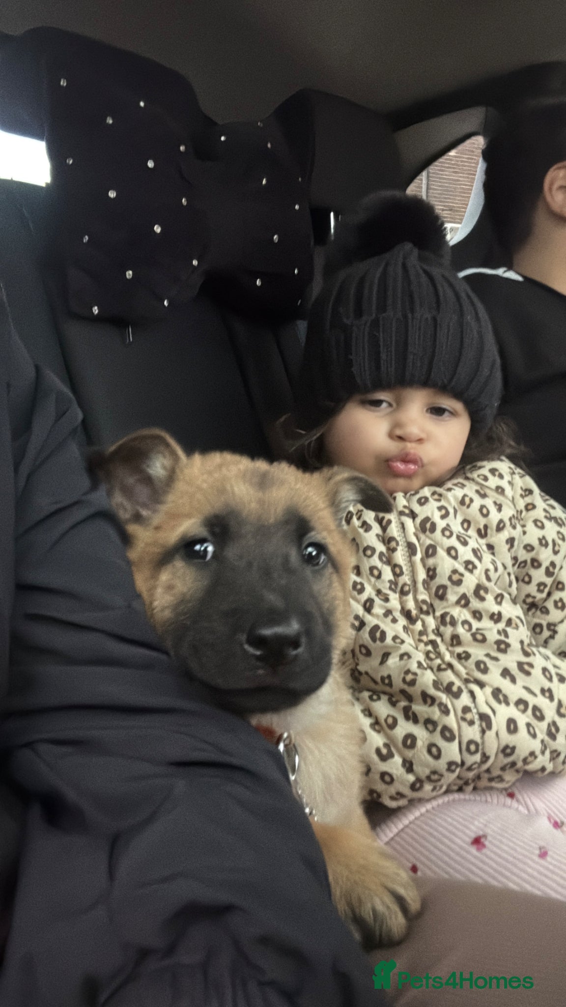 Mixed Breed dogs Chow chow x belgium mali 11 week puppy  - Advert 1