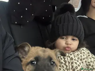 Mixed Breed dogs Chow chow x belgium mali 11 week puppy - Advert 1