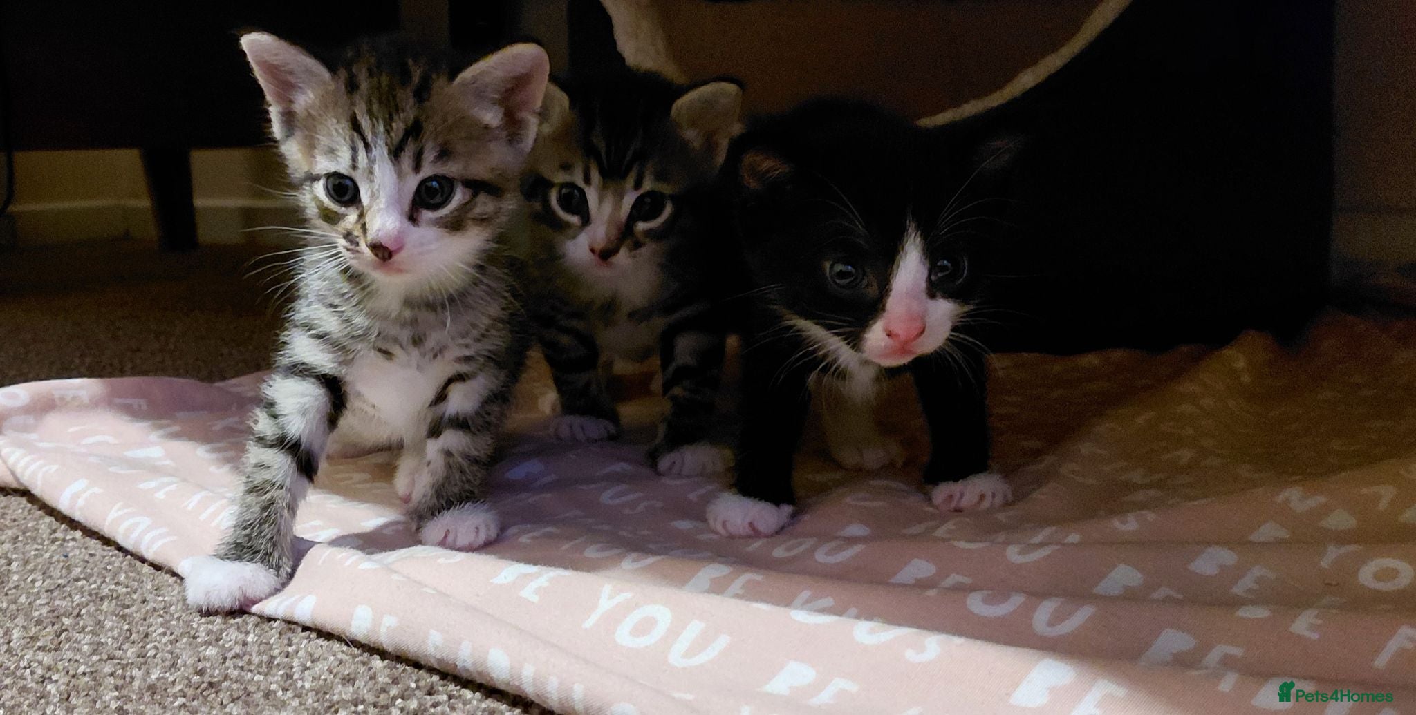 Mixed Breed cats for sale: Mix breed kittens. Mum is snow bengal  - Advert 1