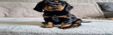 🐾 Pup 3 - Black & Tan Girl - Rehomed