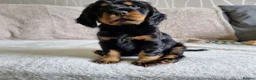Cocker Spaniel dogs for sale: 🐾 Show Type Cocker Spaniel Boys – 2 Available - Advert 30