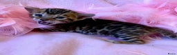 Bengal cats for sale: Nevaeh Bengals — Premium UK Bengal Breeder - Advert 2