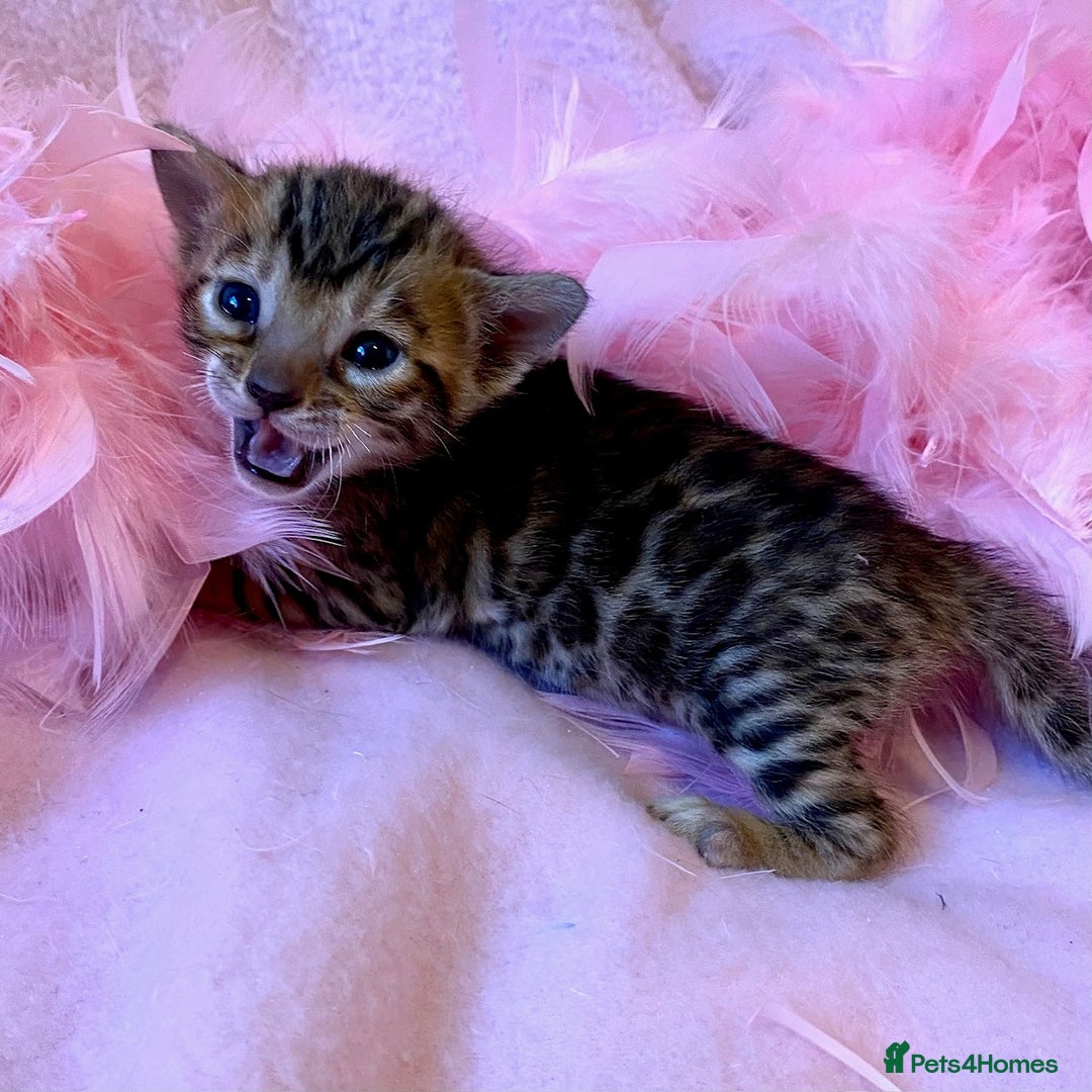 Bengal cats for sale: Nevaeh Bengals — Premium UK Bengal Breeder - Advert 2