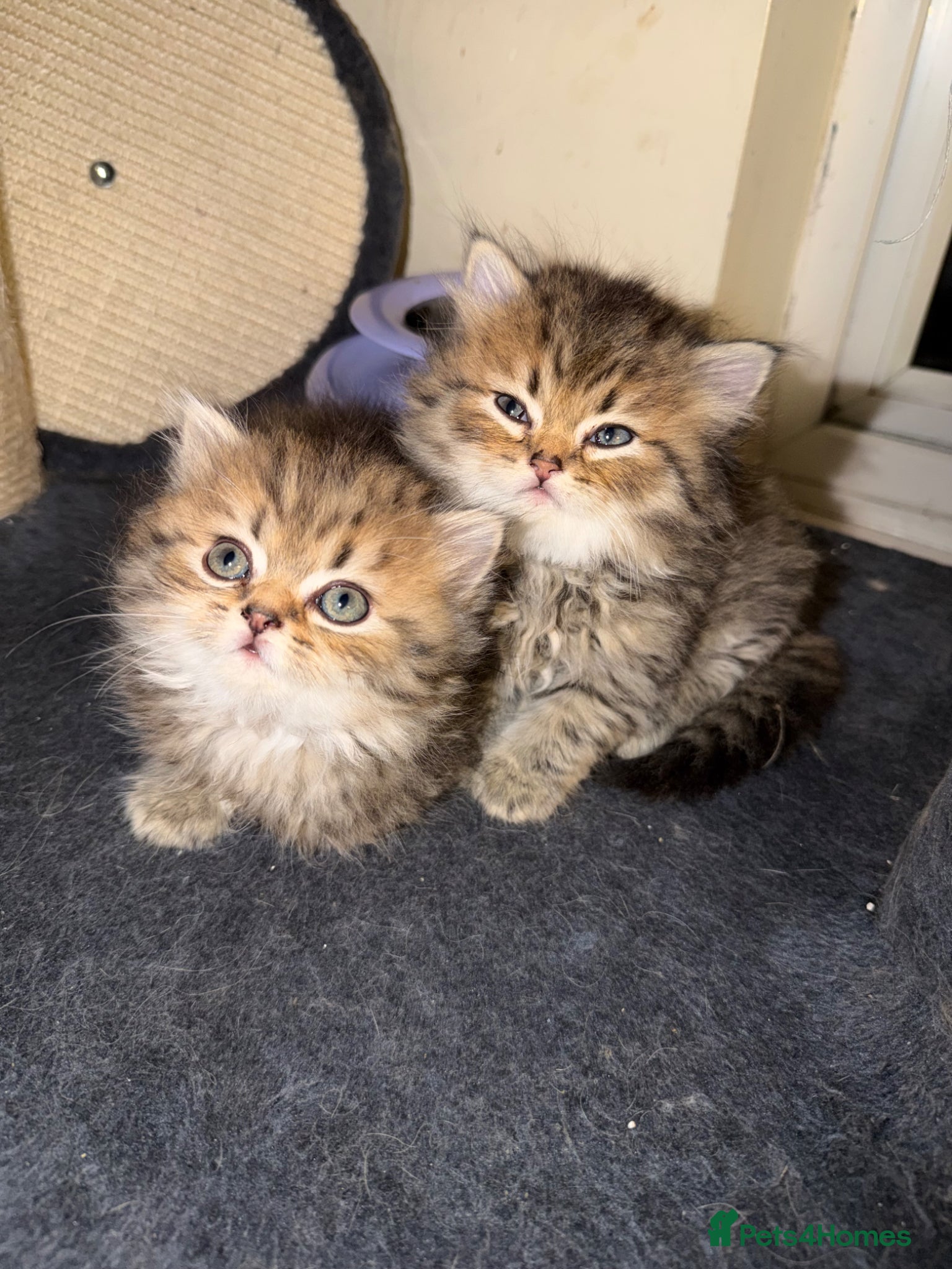 Persian cats Golden shaded / Solid brown blue Persian 🌟 - Advert 4