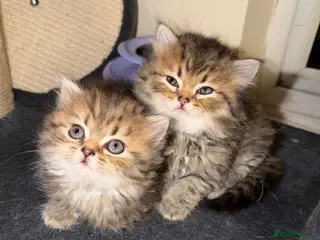 Persian cats Golden shaded / Solid brown blue Persian 🌟 - Advert 4