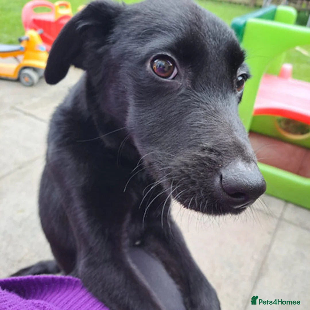 Labrador Retriever dogs for sale: LOVING LABRADOR RETRIEVER FOR REHOMING in Edinburgh - Advert 2