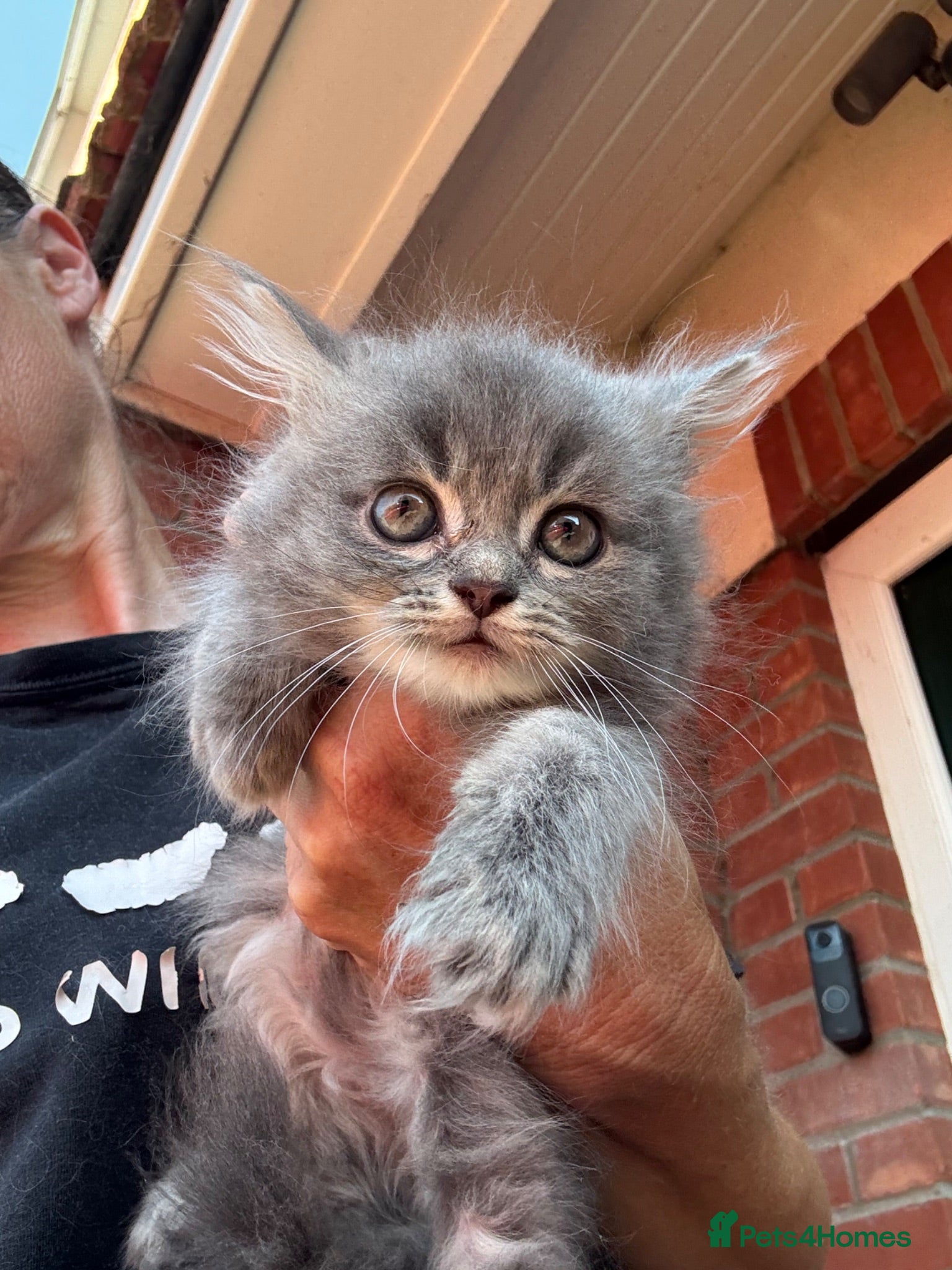 Mixed Breed cats Beautiful maine coon cross persian kittens  - Advert 1