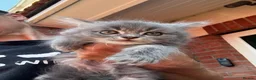 Mixed Breed cats for sale: Beautiful maine coon cross persian kittens  - Advert 1