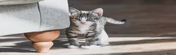Mixed Breed cats for sale: REDUCED READY TO GO -  1 BOY/GIRL Tabby kittens  - Advert 13