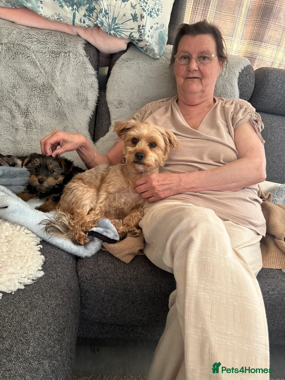 Yorkshire Terrier dogs for sale: Yorkshire terrier puppies  in Portsmouth - Advert 1