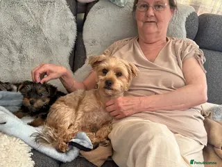 Yorkshire Terrier dogs Yorkshire terrier puppies in Portsmouth - Advert 1