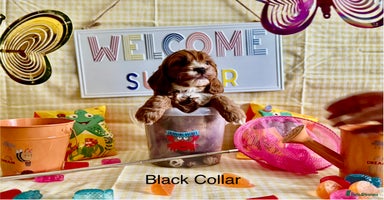 Cockapoo dogs - Advert 5