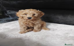Cockapoo dogs for sale: Cockapoo female puppy  - Image 6