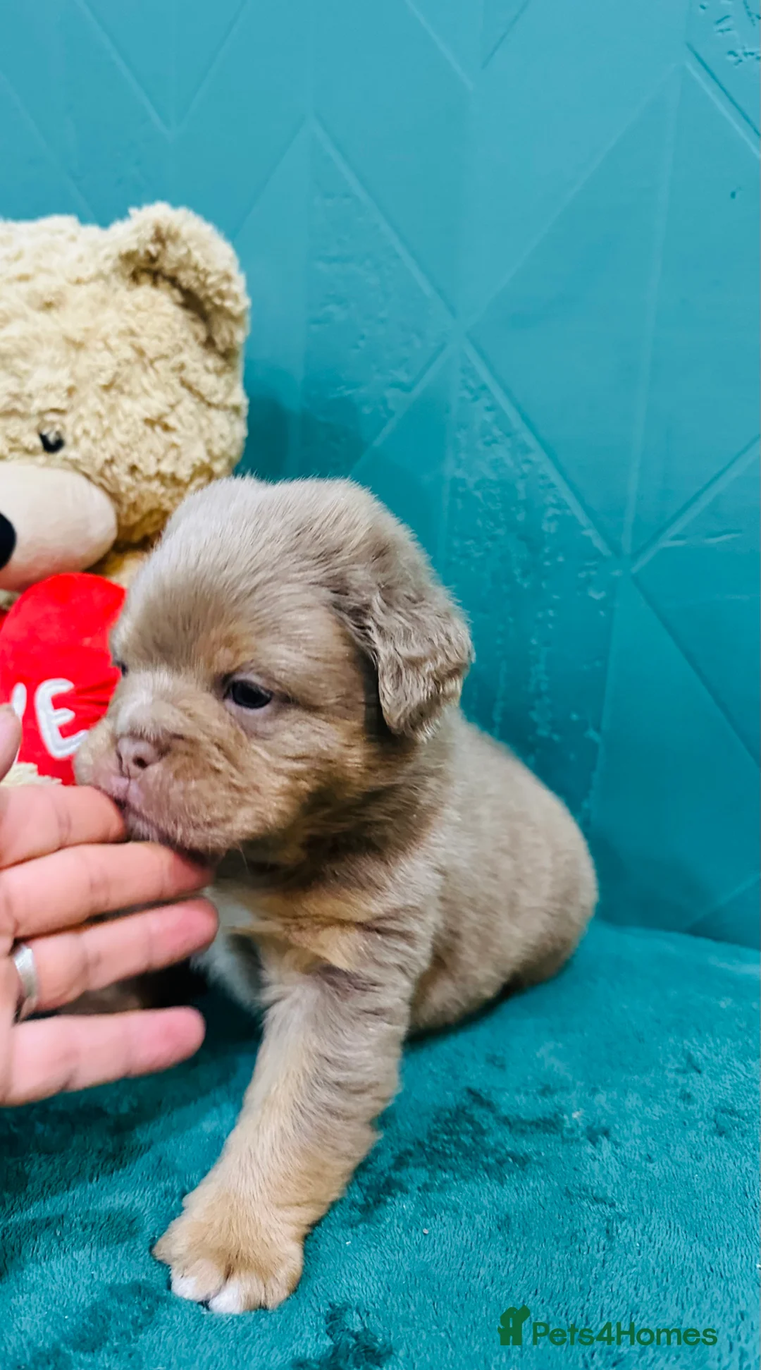 Olde English Bulldogge dogs for sale: Olde English bulldogs  - Advert 2