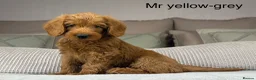 Labradoodle dogs for sale: HIP ELBOW DNA TESTED LINEAGE MUM. DAD IS THE SAME - Advert 17