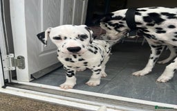 Dalmatian dogs for sale: Dalmatian puppies for sale  - Image 11