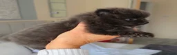Pomeranian dogs for sale: 🐶 Tiny pomeranian puppies 🐶  - Advert 22