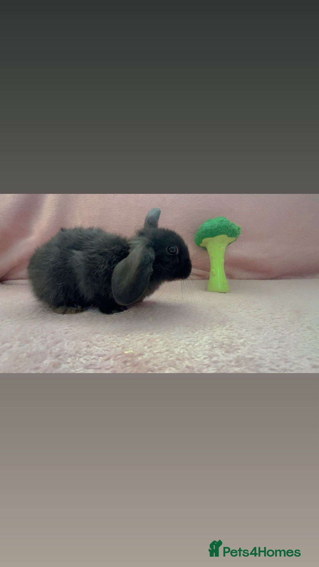 Mini Lion Lop rabbits for sale: Lion dutch lops - Image 13