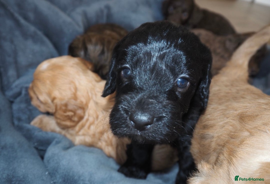Cockapoo dogs for sale: Gorgeous cockerpoo  puppies for sale  - Image 10